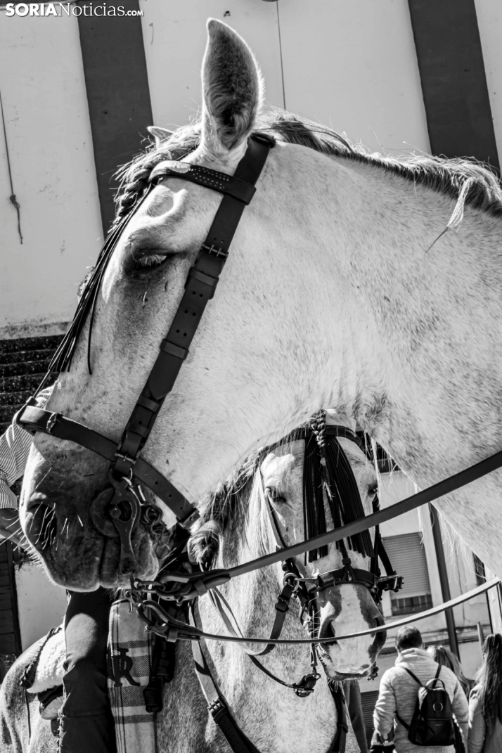 Romería Ecuestre Soria-Valonsadero./ Viksar Fotografía