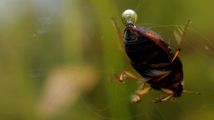 Cuatro años de rodaje y cámaras especiales para filmar la vida microscópica de las lagunas del Duero