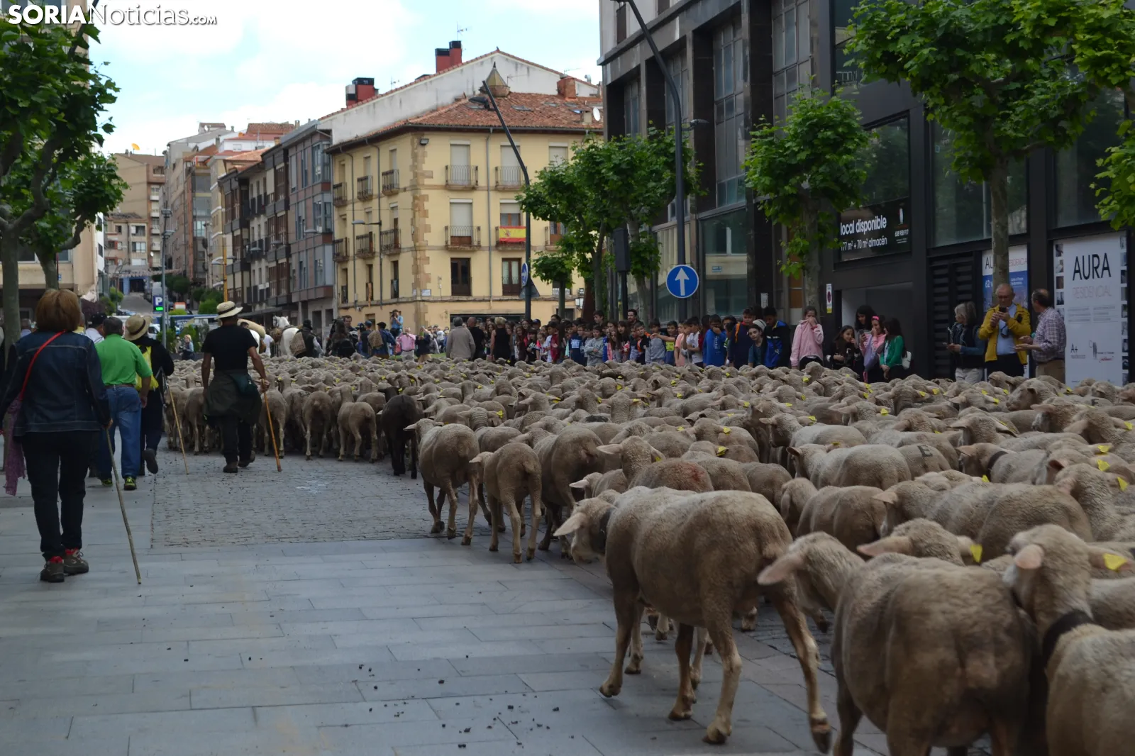 Los hermanos Pérez realizarán la última trashumancia de ganado merino de la provincia