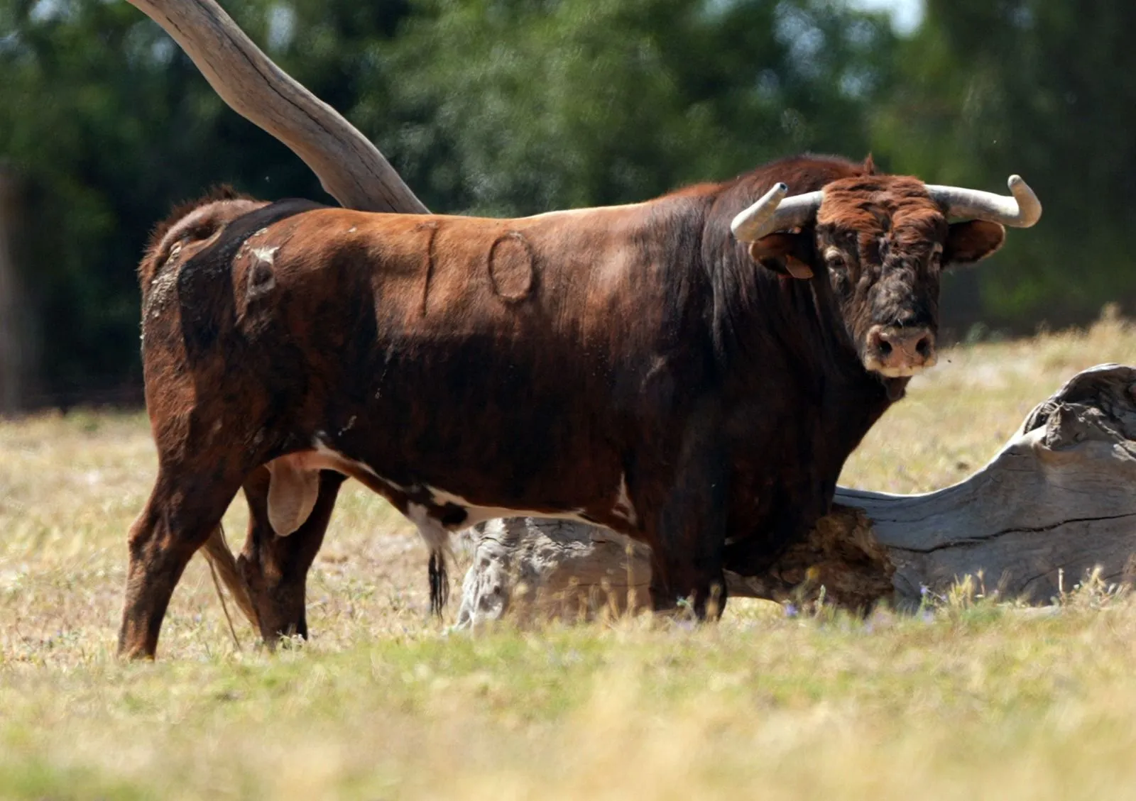Foto 2 - La joya gen&eacute;tica de Pe&ntilde;ajara desembarca por primera vez en el coso de Soria
