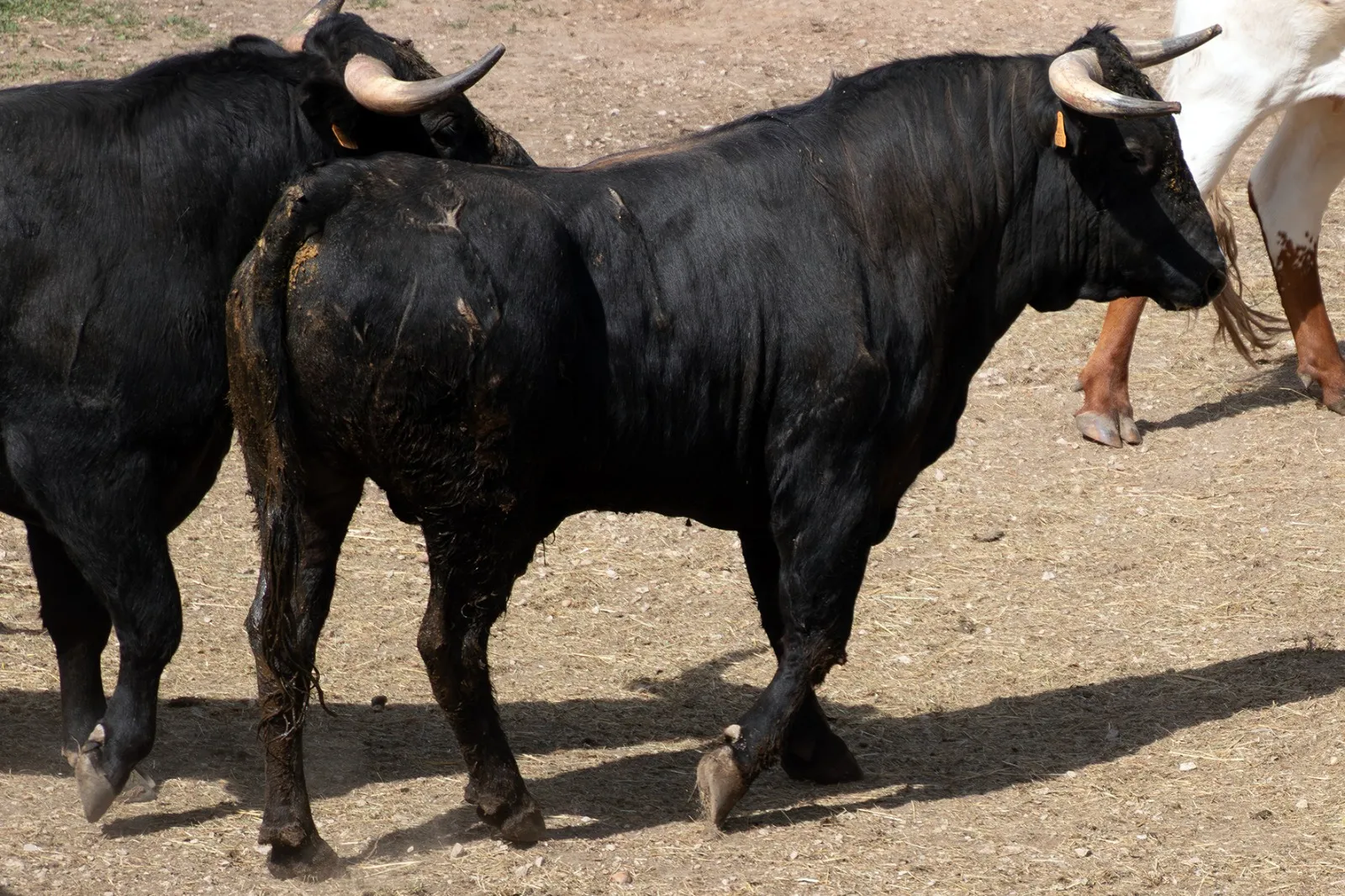 Foto 3 - 'Enfermero' y 'Esvinagrado', los dos nuevos novillos que llegan justos para el Lavalenguas