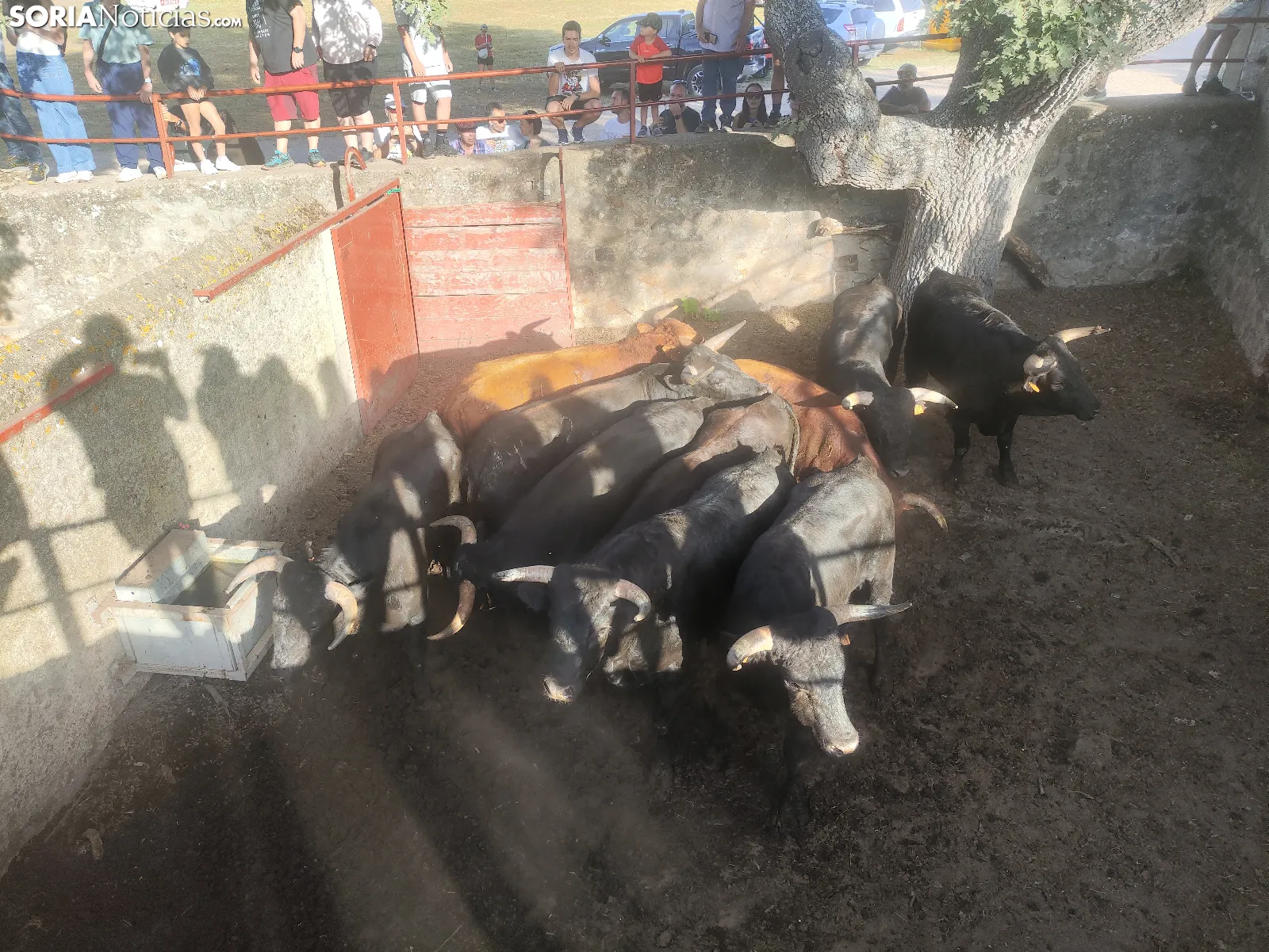 Foto 2 - 10 + 2, los novillos de La Saca 2026 ya est&aacute;n listos