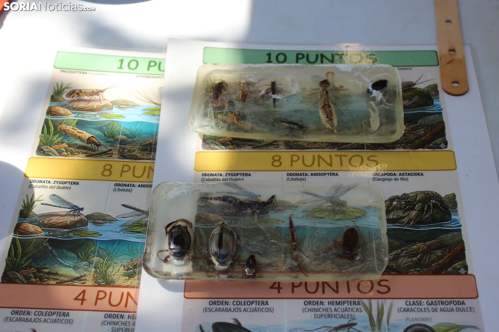 Foto 11 -  De huellas de aves a calidad del agua: la inmersi&oacute;n total de los ni&ntilde;os en el Duero