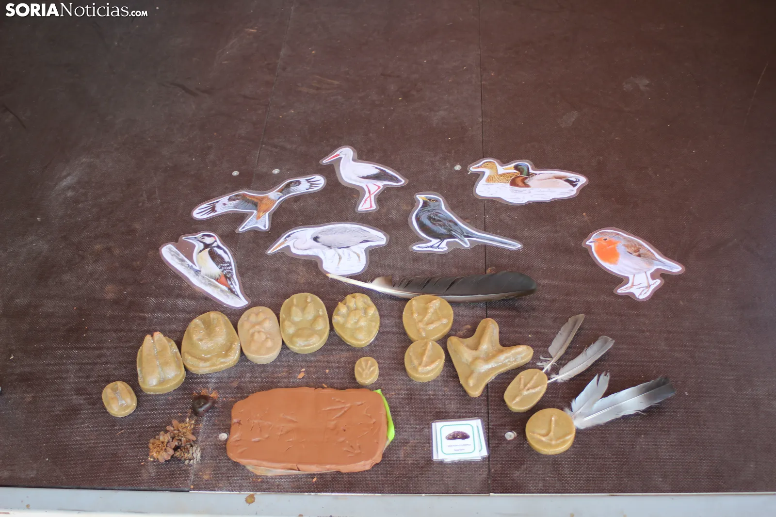 Foto 9 -  De huellas de aves a calidad del agua: la inmersi&oacute;n total de los ni&ntilde;os en el Duero