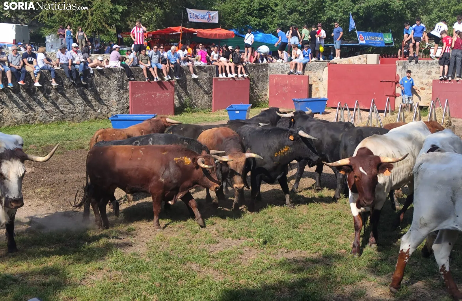 Cambio de novillos lesionados para La Saca de Soria