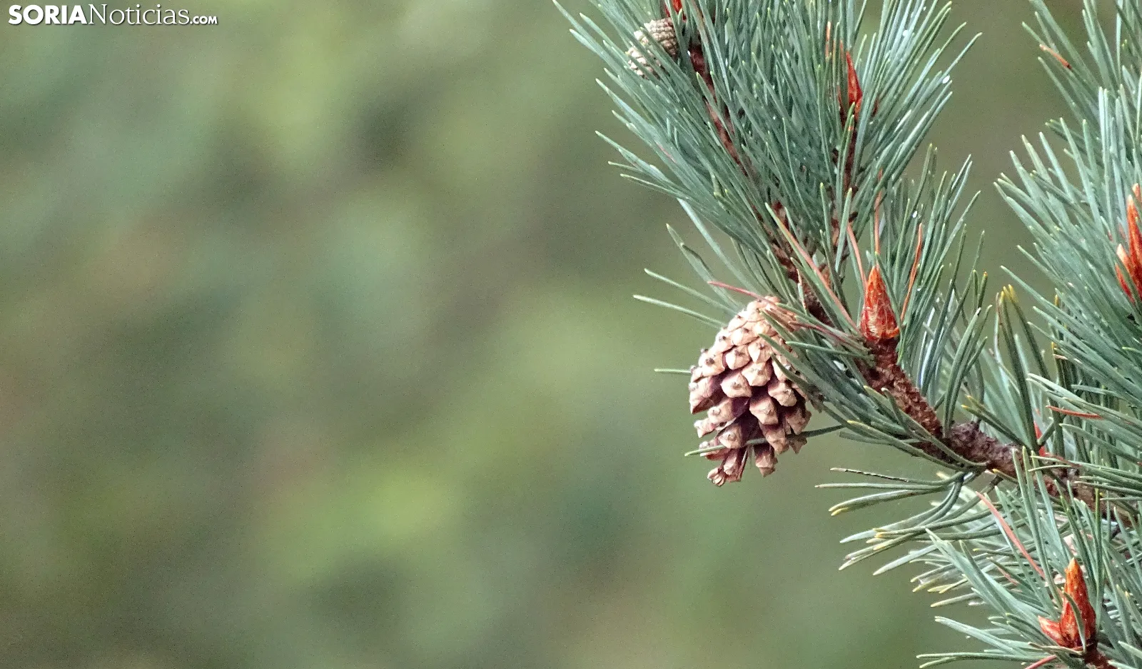 Soria registra la primavera más cálida de su historia