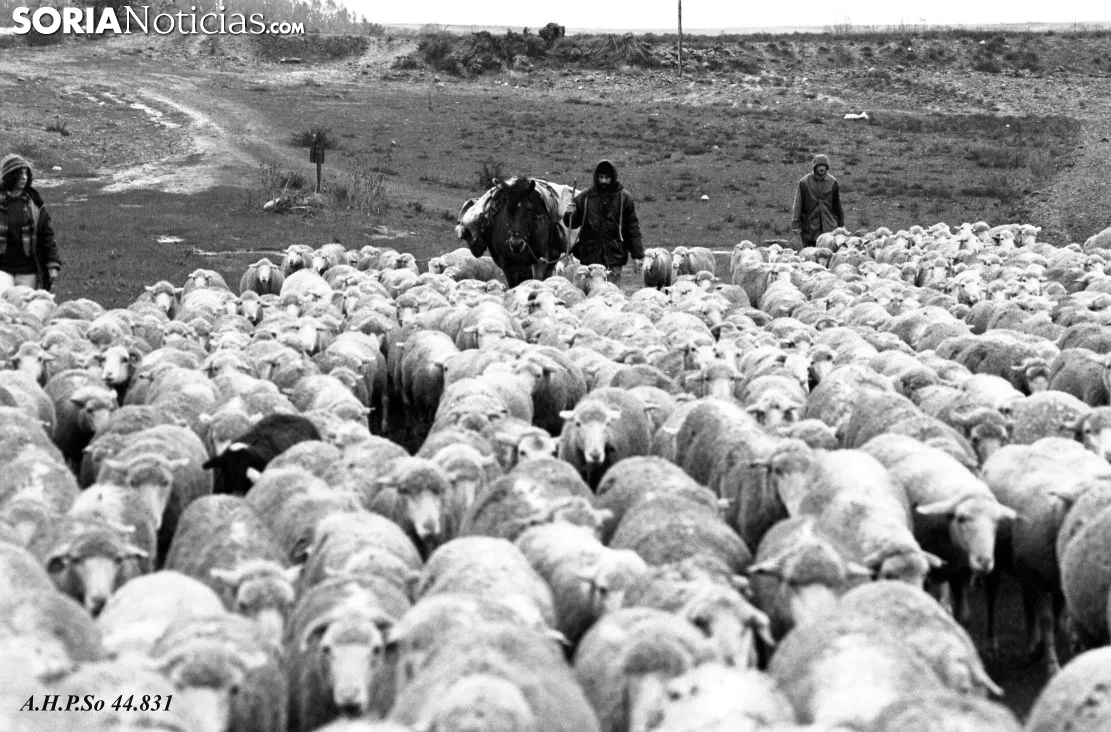 Latorre Macarrón, Pedro. Bajada de ovejas merinas de Oncala a Soria (Garray). Octubre de 1980. Archivo Histórico Provincial de Soria, Serie Pedro Latorre Macarrón, Signatura 44831.