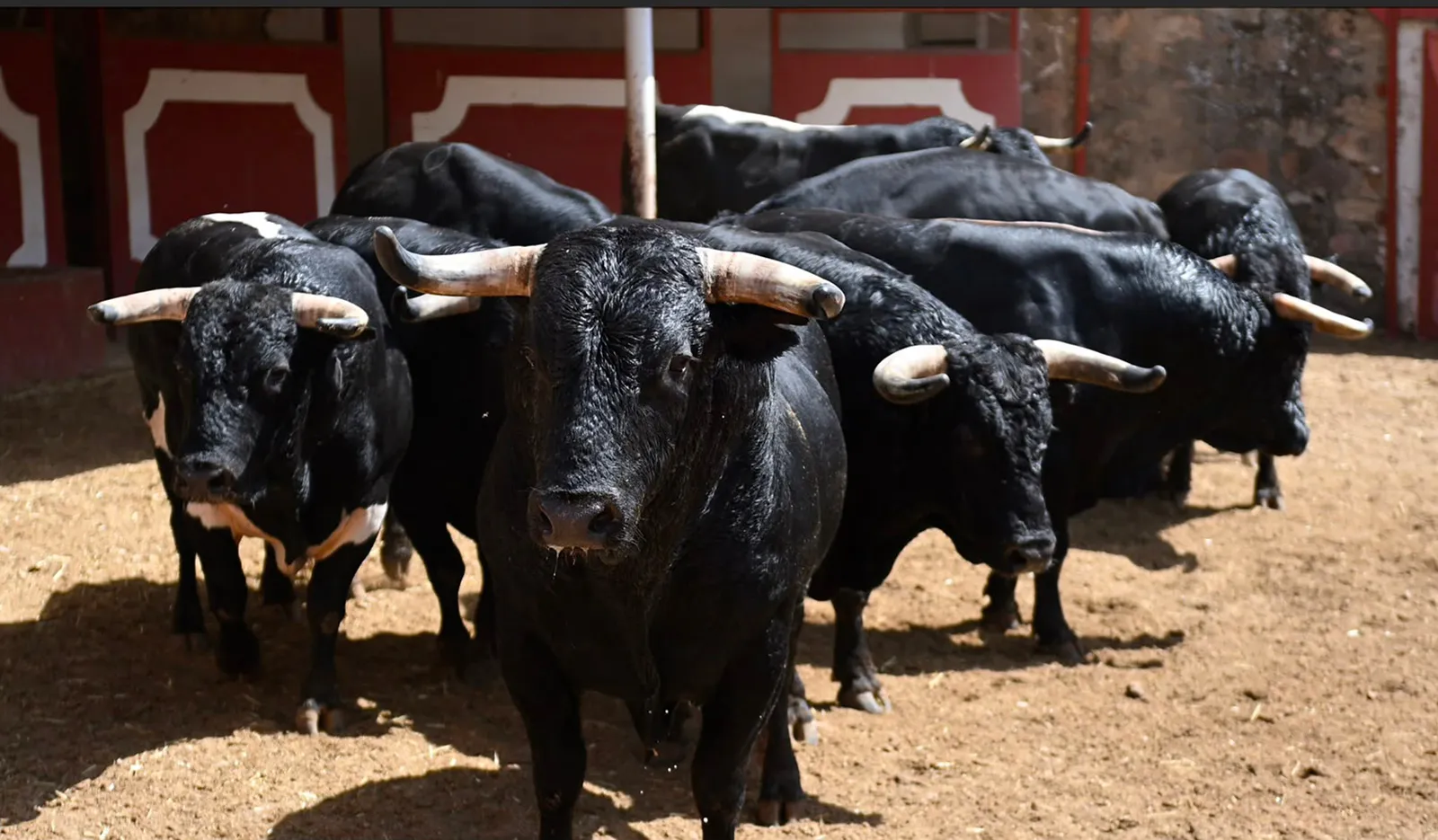 Sorteo de rejones para el Miércoles de El Pregón en Soria