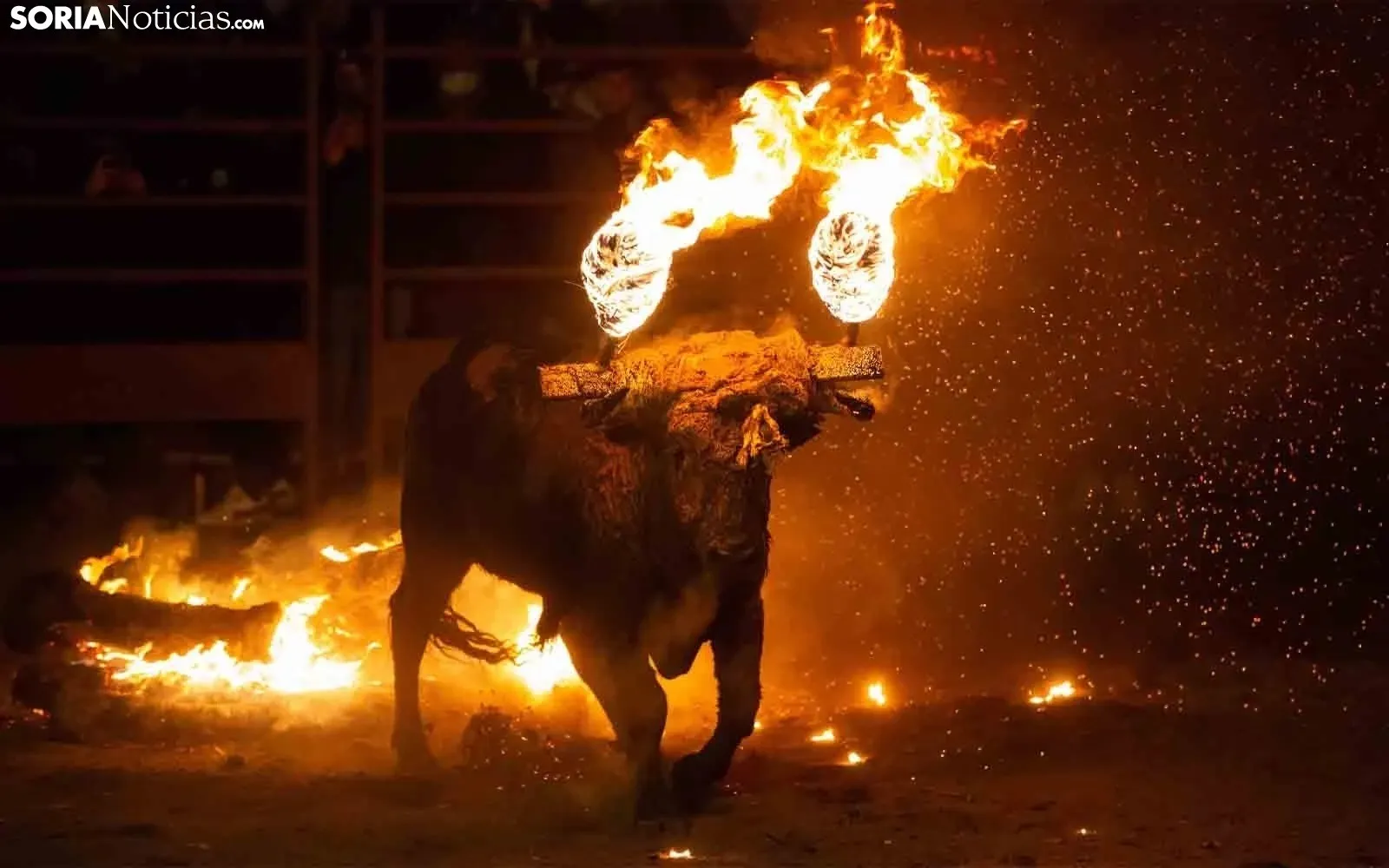La Junta declara el Toro Jubilo de Medinaceli Bien de Interés Cultural