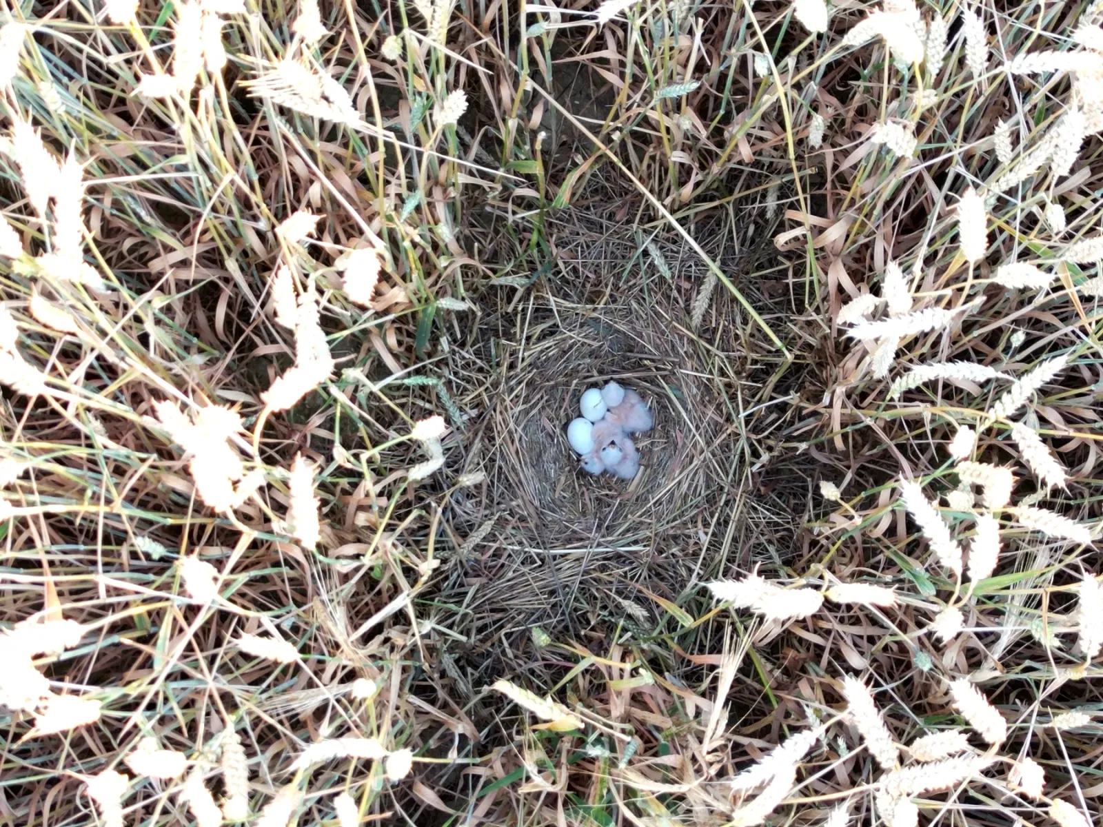 Nido de aguilucho cenizo en un cultivo soriano. | JCyL