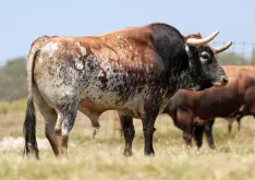 Foto 7 - La joya gen&eacute;tica de Pe&ntilde;ajara desembarca por primera vez en el coso de Soria