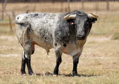 Foto 5 - La joya gen&eacute;tica de Pe&ntilde;ajara desembarca por primera vez en el coso de Soria
