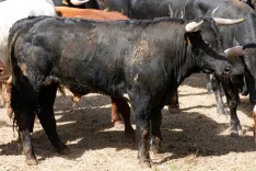 Foto 4 - 'Enfermero' y 'Esvinagrado', los dos nuevos novillos que llegan justos para el Lavalenguas