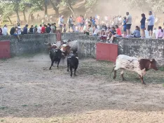 Foto 23 - 10 + 2, los novillos de La Saca 2026 ya est&aacute;n listos