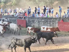 Foto 22 - 10 + 2, los novillos de La Saca 2026 ya est&aacute;n listos
