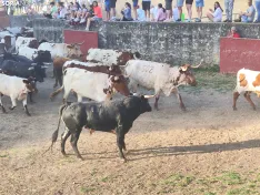 Foto 25 - 10 + 2, los novillos de La Saca 2026 ya est&aacute;n listos