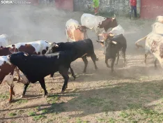 Foto 21 - 10 + 2, los novillos de La Saca 2026 ya est&aacute;n listos