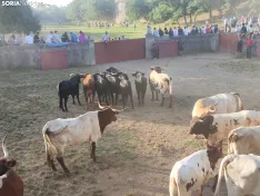 Foto 20 - 10 + 2, los novillos de La Saca 2026 ya est&aacute;n listos