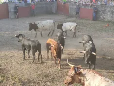 Foto 18 - 10 + 2, los novillos de La Saca 2026 ya est&aacute;n listos