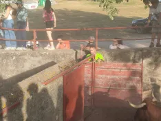Foto 16 - 10 + 2, los novillos de La Saca 2026 ya est&aacute;n listos