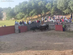 Foto 12 - 10 + 2, los novillos de La Saca 2026 ya est&aacute;n listos