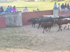 Foto 13 - 10 + 2, los novillos de La Saca 2026 ya est&aacute;n listos