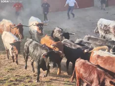 Foto 10 - 10 + 2, los novillos de La Saca 2026 ya est&aacute;n listos