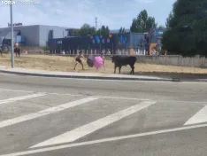 Intensos momentos en la saca 2026. 