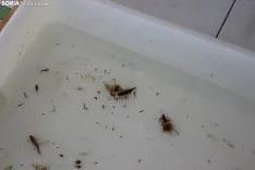 Foto 13 -  De huellas de aves a calidad del agua: la inmersi&oacute;n total de los ni&ntilde;os en el Duero