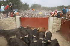 Distintos momentos de La Saca de 2026 con fotos de la redacción, María Ferrer, Víctor Casado y amigos de Soria Noticias.