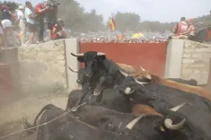 Distintos momentos de La Saca de 2026 con fotos de la redacción, María Ferrer, Víctor Casado y amigos de Soria Noticias.
