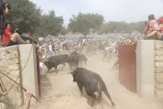 Distintos momentos de La Saca de 2026 con fotos de la redacción, María Ferrer, Víctor Casado y amigos de Soria Noticias.