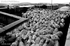  Latorre Macarrón, Pedro. Estación de trenes El Cañuelo: Ovejas merinas al tren (Soria). Octubre de 1980. Archivo Histórico Provincial de Soria, Serie Pedro Latorre Macarrón, Signatura 44861 .