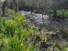 Foto 5 - Ruta: Ca&ntilde;&oacute;n del Talegones y sus narcisos