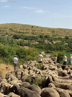 Última trashumancia merina en Soria. / Imágenes cedidas por la Mancomunidad de Tierras Altas