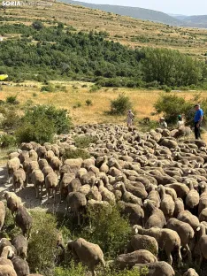 Última trashumancia merina en Soria. / Imágenes cedidas por la Mancomunidad de Tierras Altas