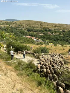 Última trashumancia merina en Soria. / Imágenes cedidas por la Mancomunidad de Tierras Altas