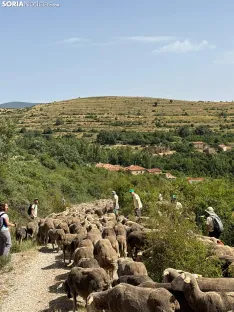 Última trashumancia merina en Soria. / Imágenes cedidas por la Mancomunidad de Tierras Altas