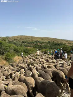 Última trashumancia merina en Soria. / Imágenes cedidas por la Mancomunidad de Tierras Altas