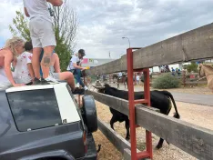 Foto 3 - La Saca 2026 concluye con 10 toros a pie en la plaza y 2 en cami&oacute;n. As&iacute; la hemos vivido en directo