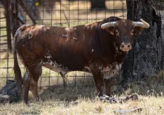Foto 6 - La joya gen&eacute;tica de Pe&ntilde;ajara desembarca por primera vez en el coso de Soria
