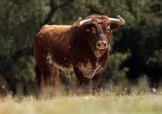 Foto 4 - La joya gen&eacute;tica de Pe&ntilde;ajara desembarca por primera vez en el coso de Soria
