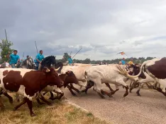 Foto 4 - La Saca 2026 concluye con 10 toros a pie en la plaza y 2 en cami&oacute;n. As&iacute; la hemos vivido en directo