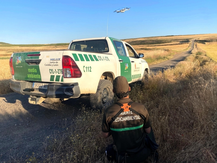Drones para salvar nidos: la tecnología se alía con el campo soriano para proteger al aguilucho cenizo
