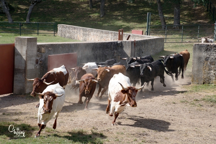 Enfermero y Esvinagrado, los dos nuevos novillos que llegan justos para el Lavalenguas
