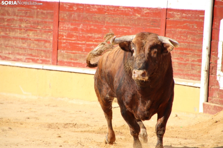 Los momentos m&aacute;s destacados de la triunfal tarde de Antonio Ferrera en Soria