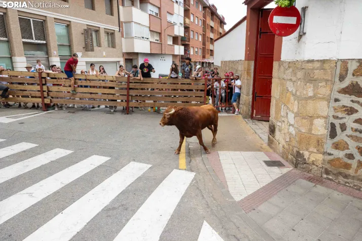 La Saca 2026