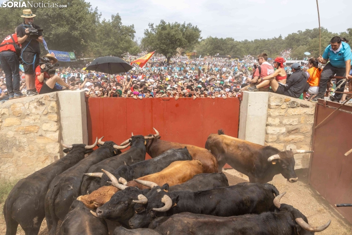 La Saca 2026