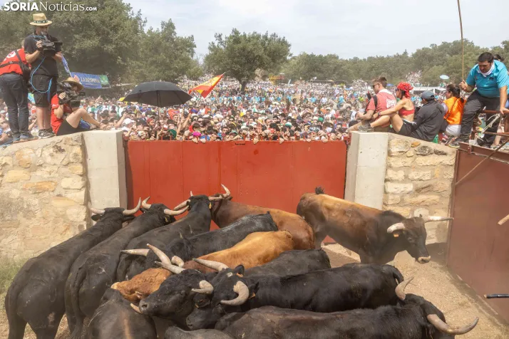 La Saca 2026