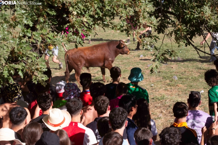 Lavalenguas 2026